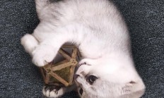 猫晚回归、全网动态比价、微信朋友圈直跳...这届双11天猫打算怎么打？