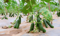 年产20万吨智能化生产车间投产 淇花打造绿色食用油新标杆