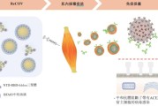 艾美疫苗迭代无血清狂苗三期临床数据达预设目标 重磅创新大单品有望填补全球空白