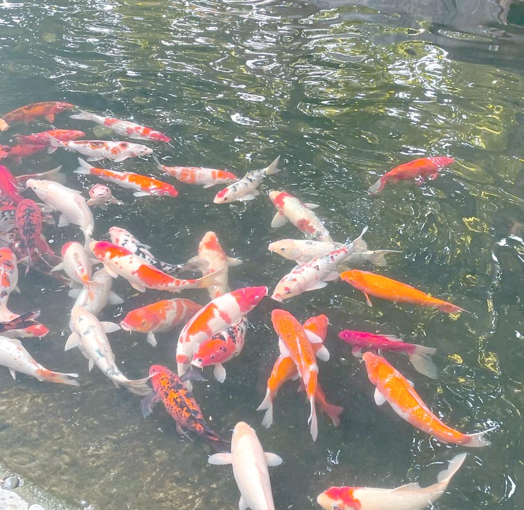 经营恶化,管理混乱?“驾校第一股”东方时尚董事长被罢免,前任董事长前妻“上位”