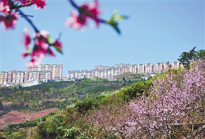 神农集团2024年净利润同比增长271%,养殖成本持续下降