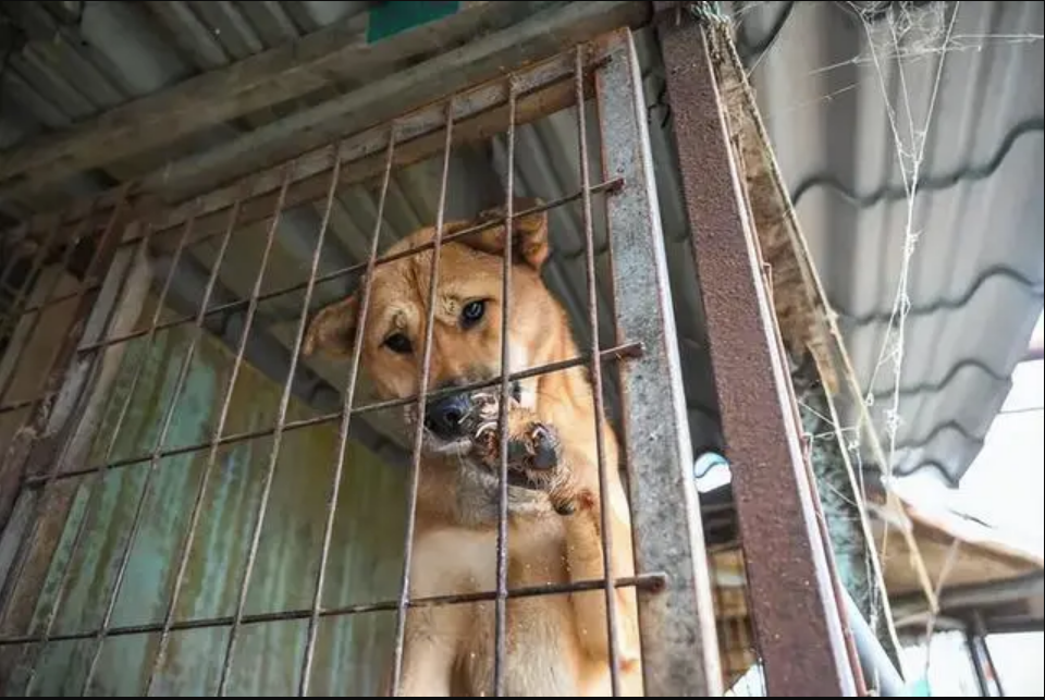 众捷汽车IPO“注册生效”，计划募资约4.22亿元